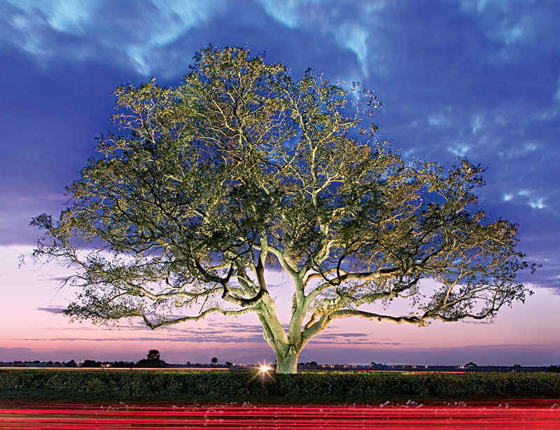 Twilight view of Viera's Oak tree in the Wickham Road roundabout - Viera FL | link to Viera Business section
