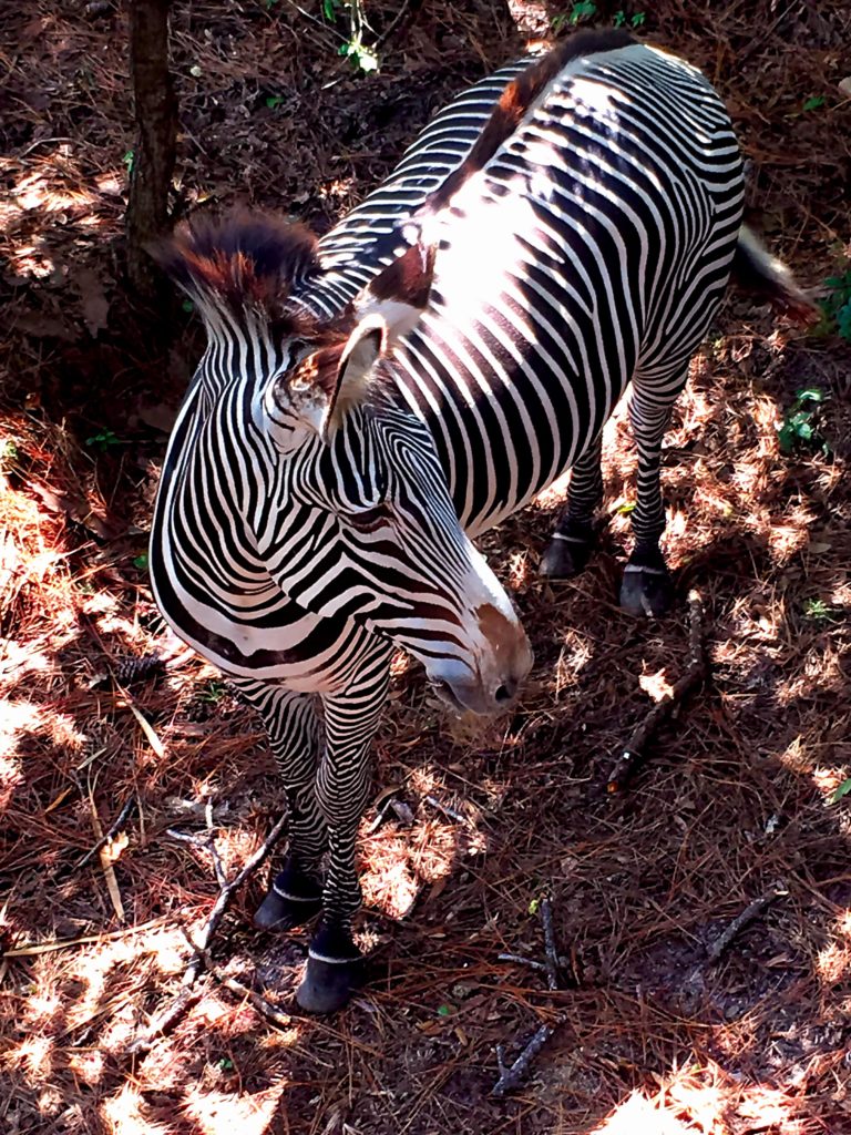 A Zebra enjoys the shade at Brevard Zoo - Viera FL