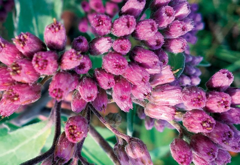 Sweetscent (Pluchea adorata) Flower Photo Viera Wetlands