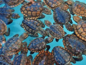 sea turtles brevard zoo | Viera FL