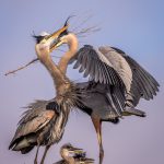 A photo of a family of great blue herons was taken at the Viera Wetlands. Photo by Don Martin.