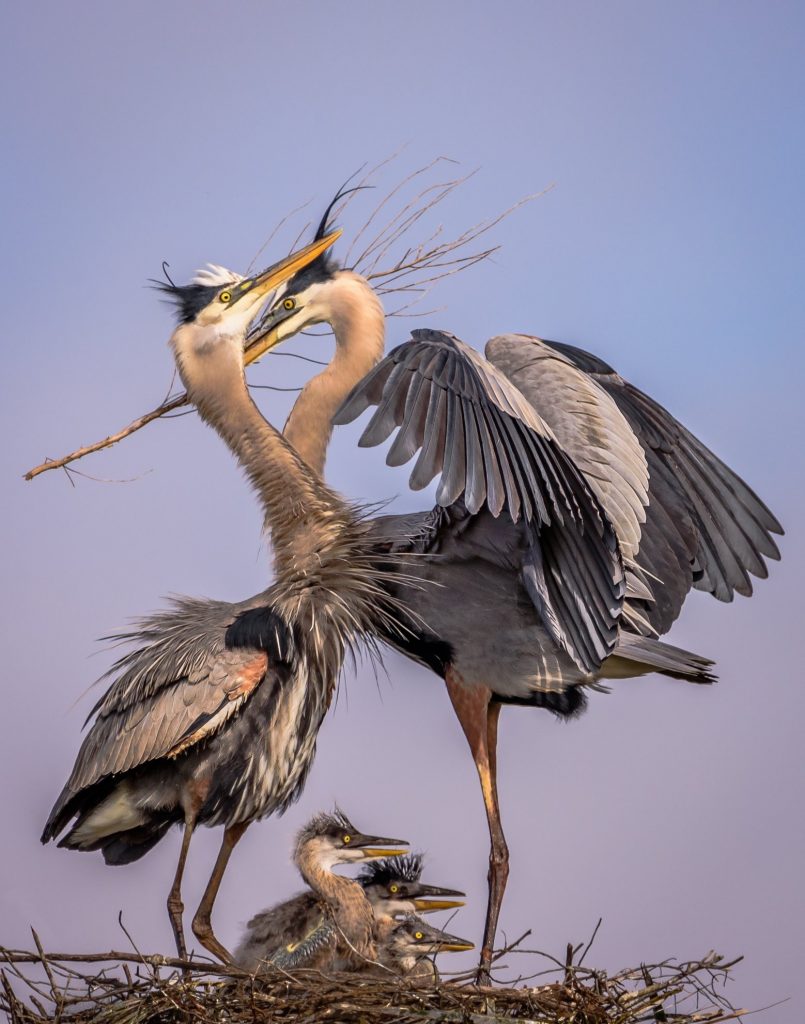 A photo of a family of great blue herons was taken at the Viera Wetlands. Photo by Don Martin.