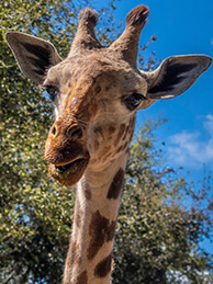giraffe_image_Brevard Zoo