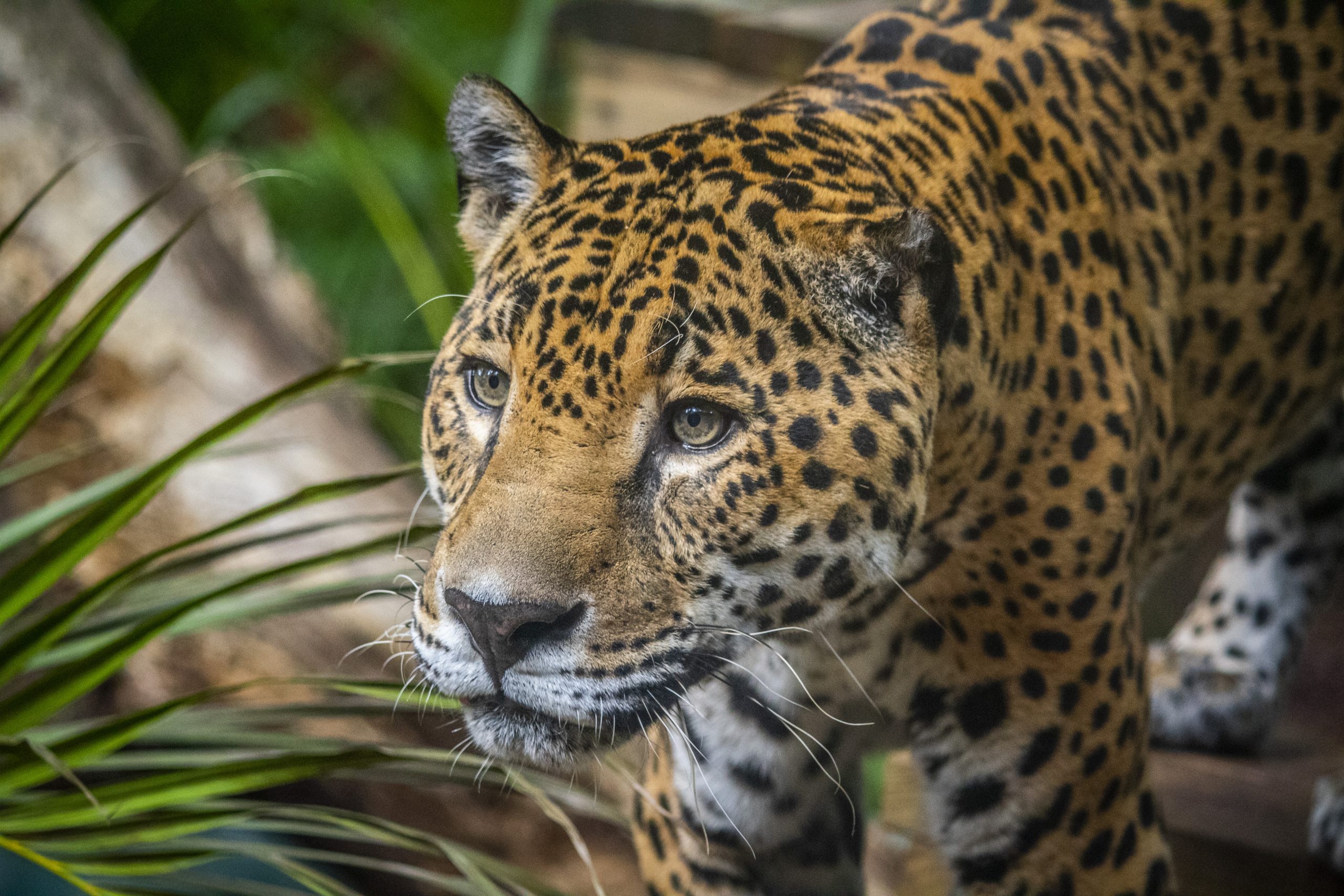 Welcome Our First New Rainforest Revealed Resident - Brevard Zoo Blog