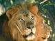 New Lion Habitat at Brevard Zoo Opens