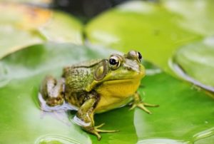 Frog Watch