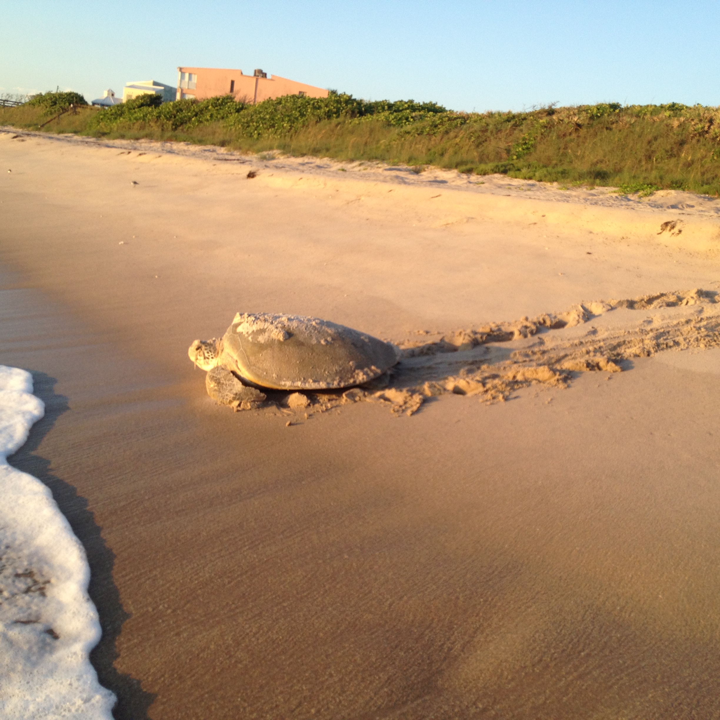 Sea Turtle