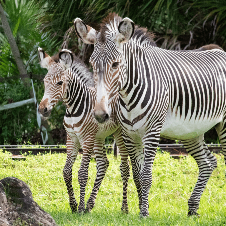 Brevard Zoo