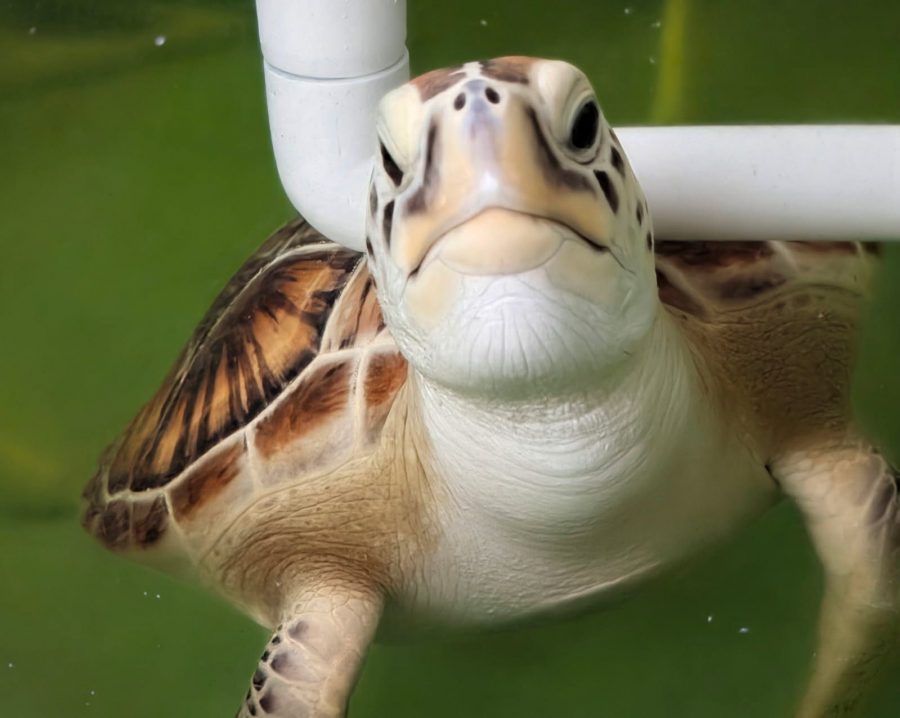 Soggy Bottom the sea turtle