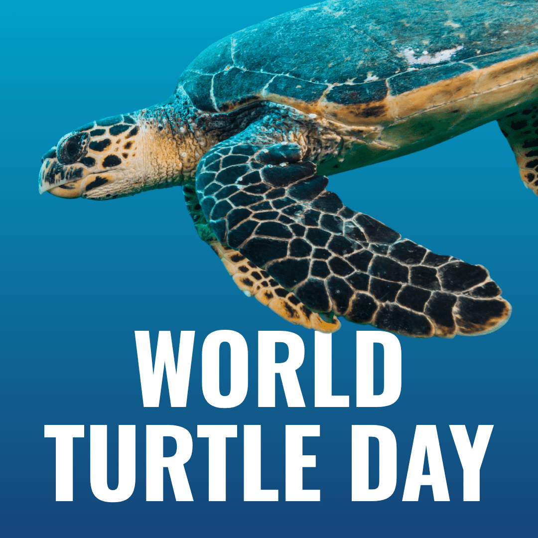 World Turtle Day
