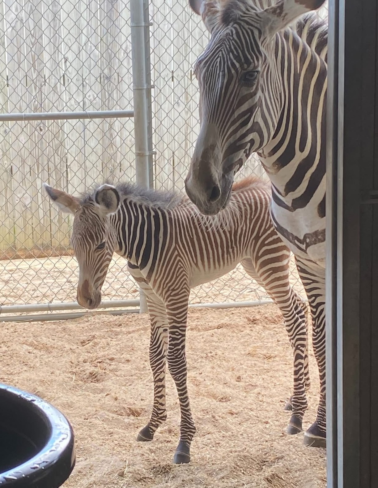 baby zebra