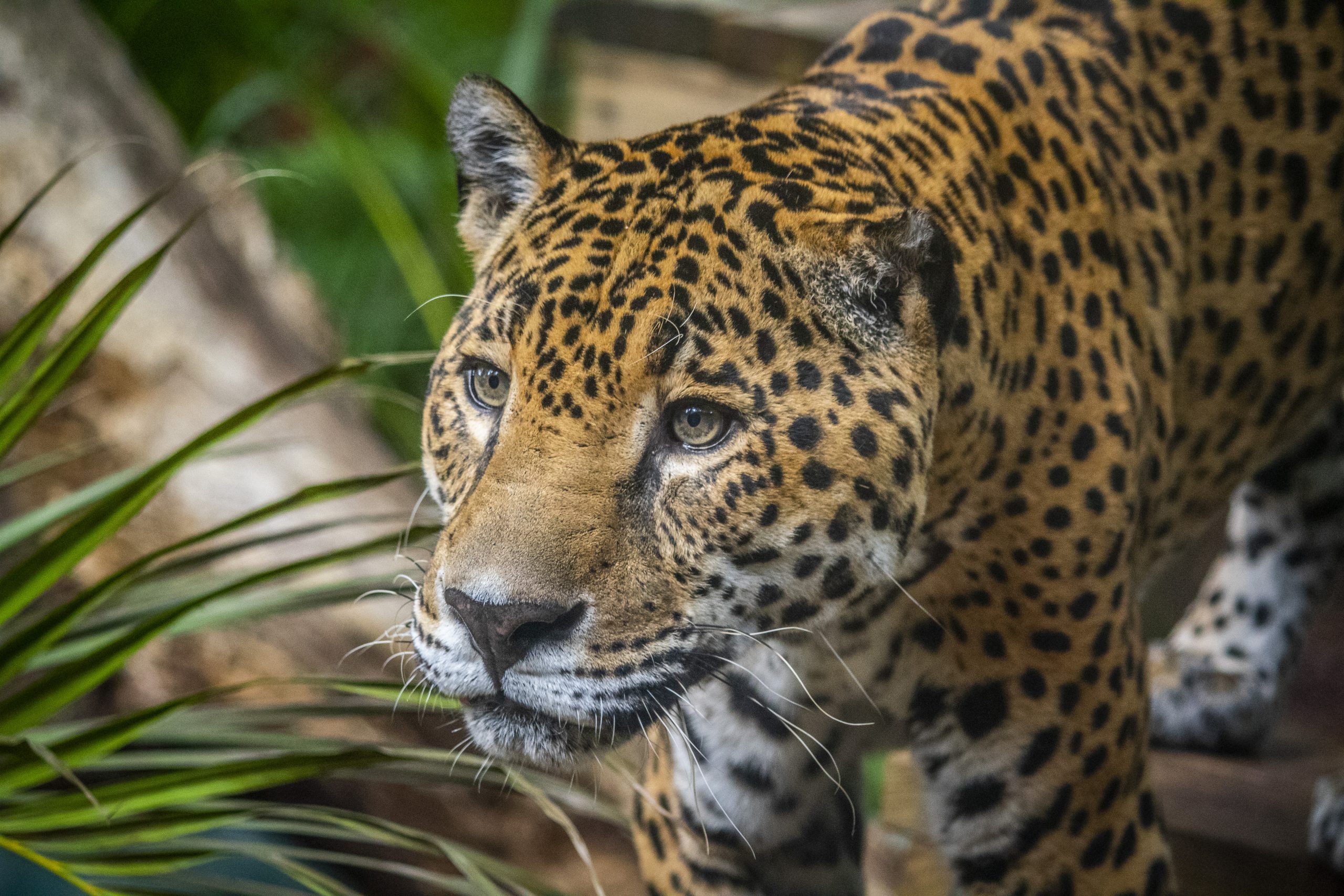 jaguar