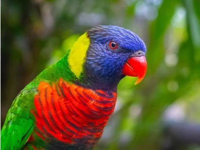 colorful bird